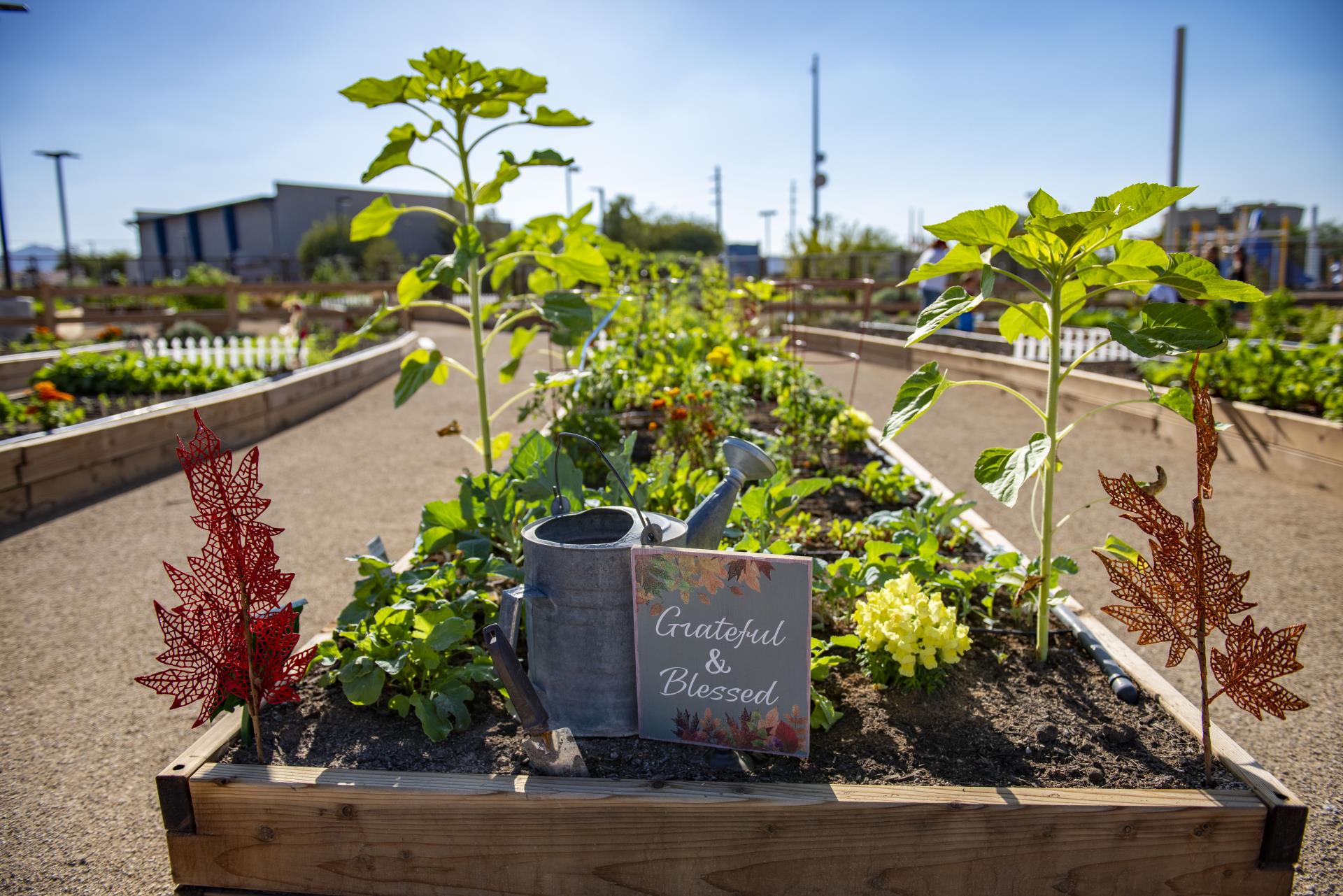 Pumpkin Park community planting beds