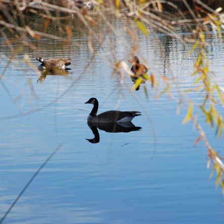 Bird Viewing Preserve in Henderson, NV.