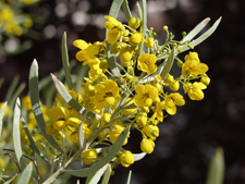 acacia flower