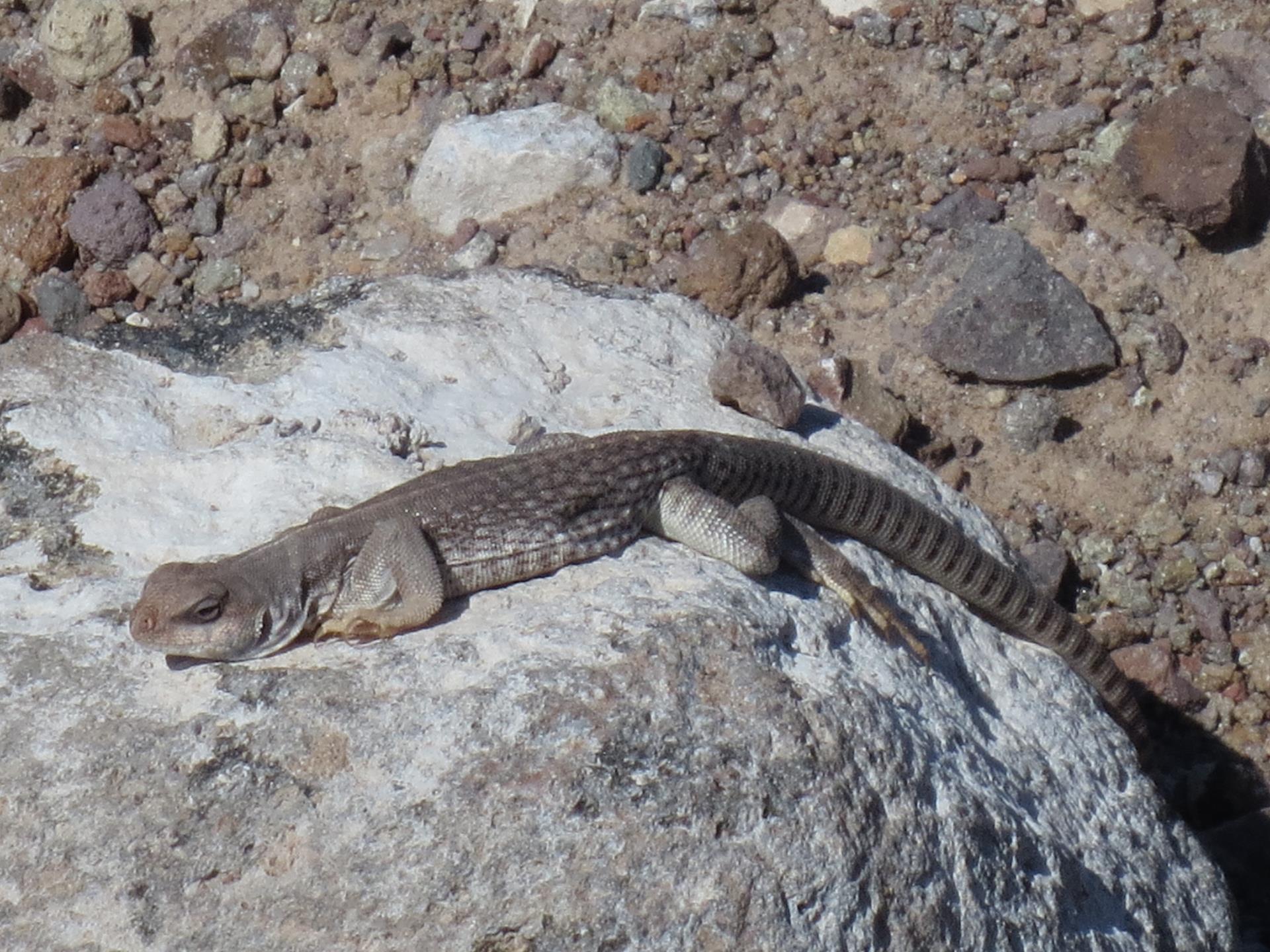 Lizard_McCullough_Hills_Trail