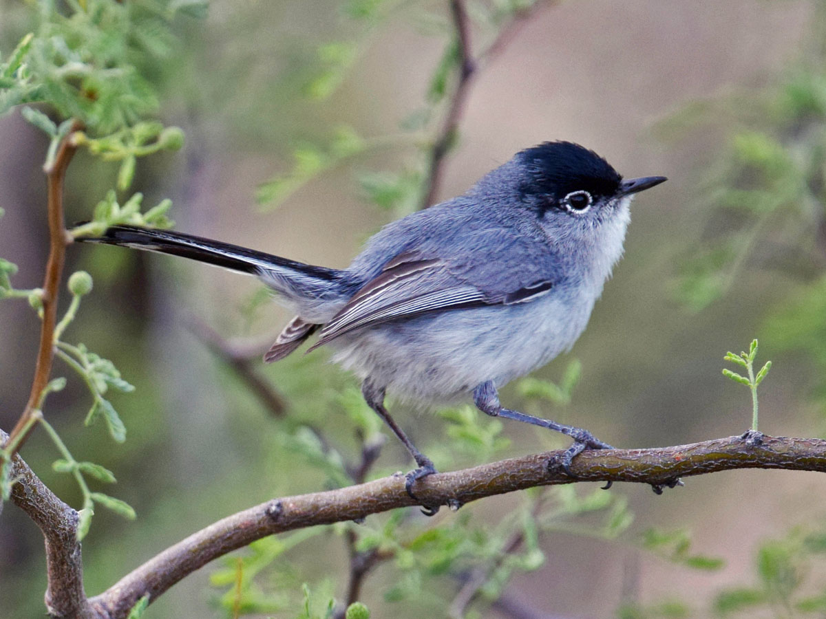 Black-tailed Gnatcatcher