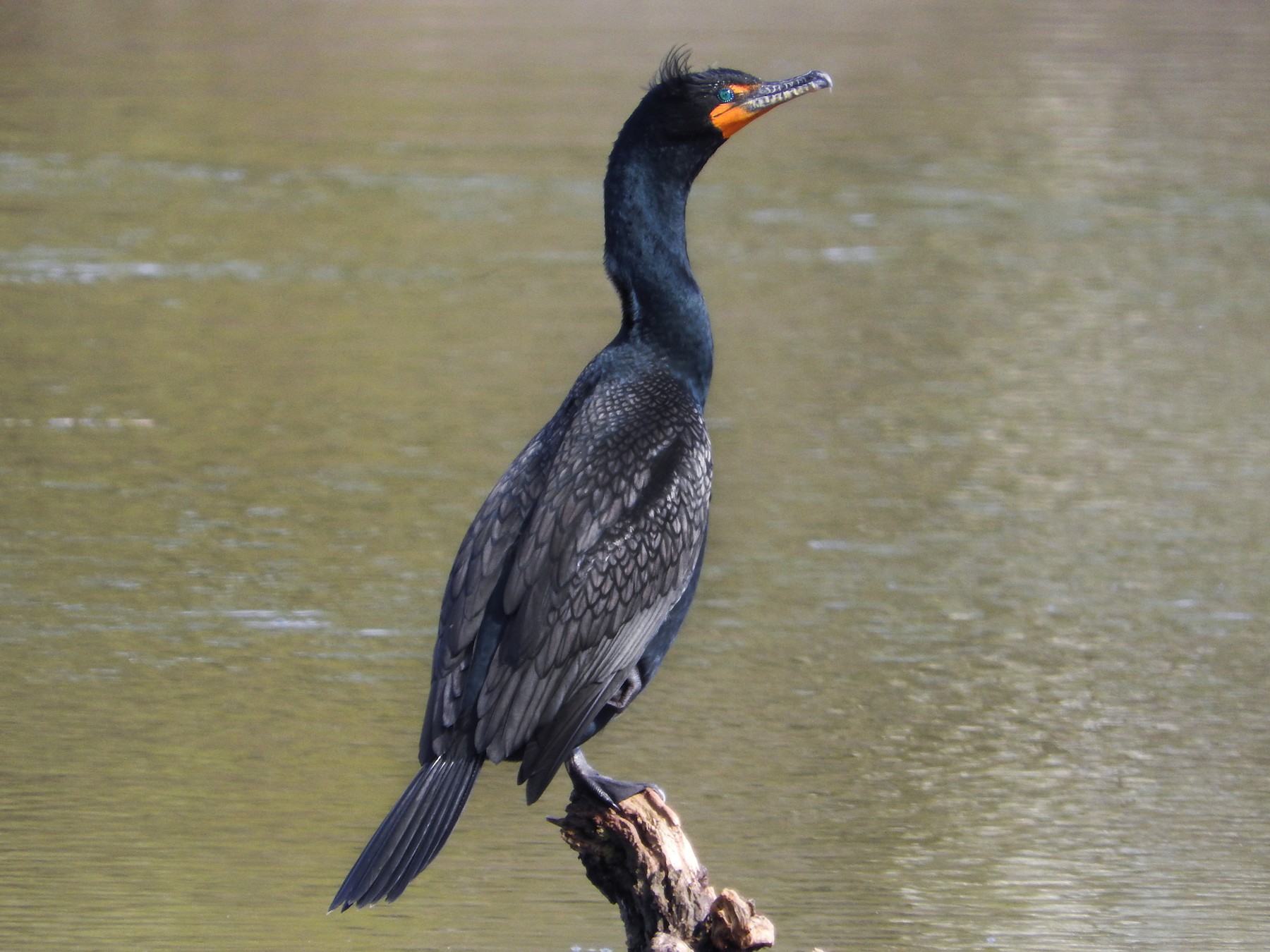 Double-crested Cormorant