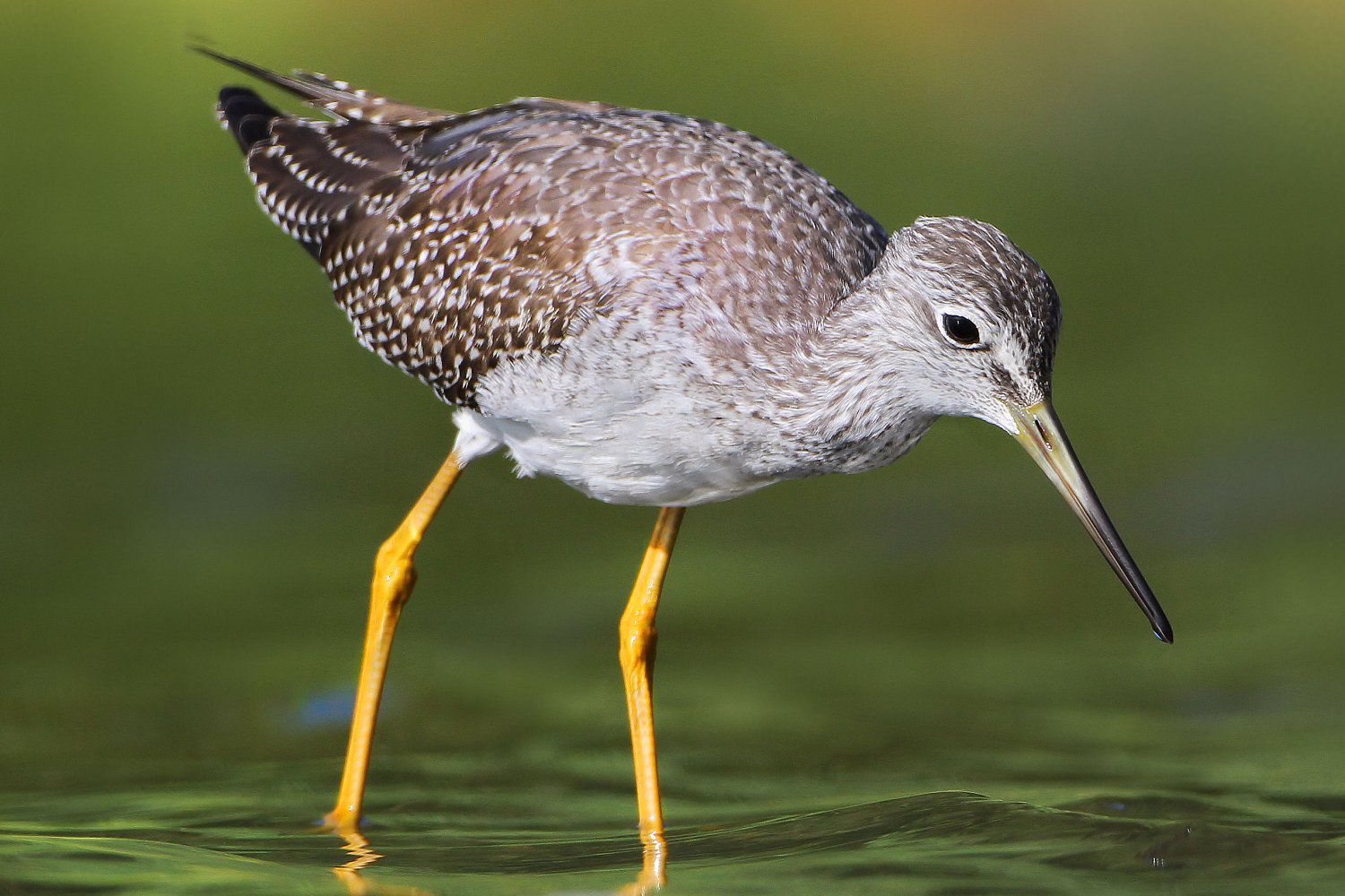 Greater Yellowlegs