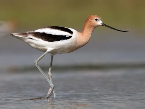 American Avocet