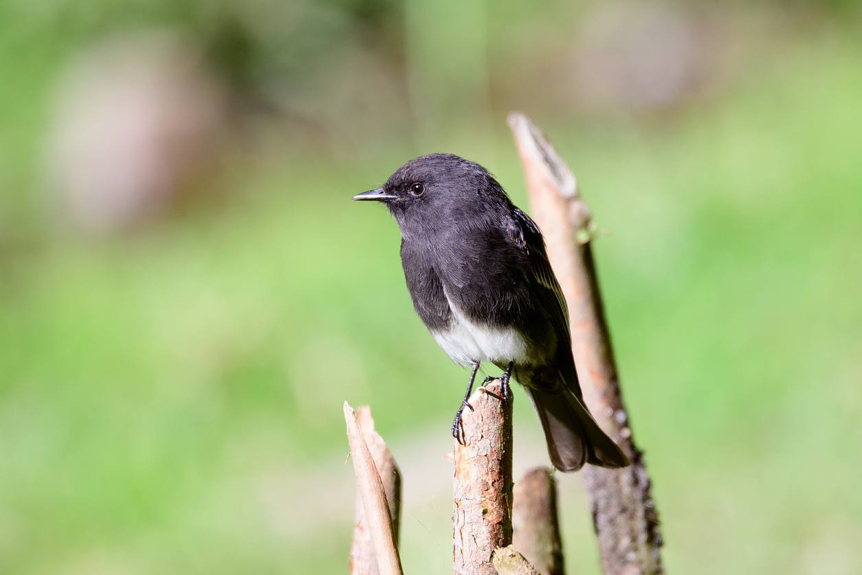 Black Phoebe