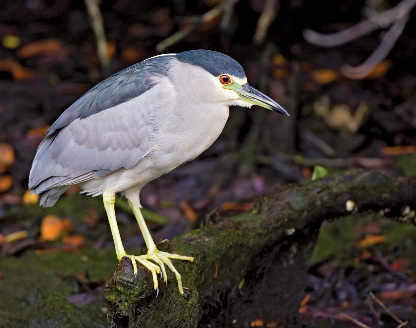 Black-crowned Night Heron