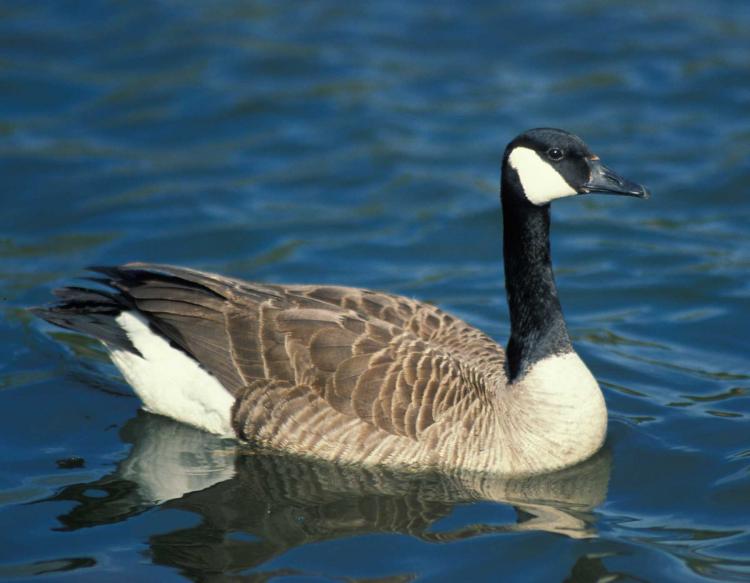 Canada Goose