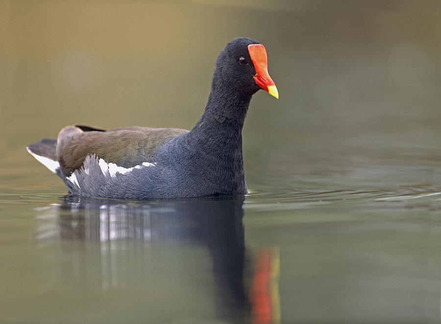 Common Gallinule