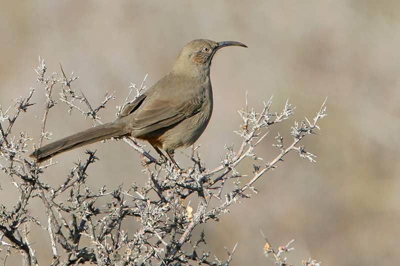 Crissal Thrasher