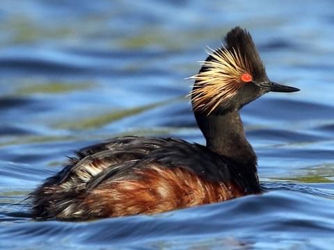 Eared Grebe