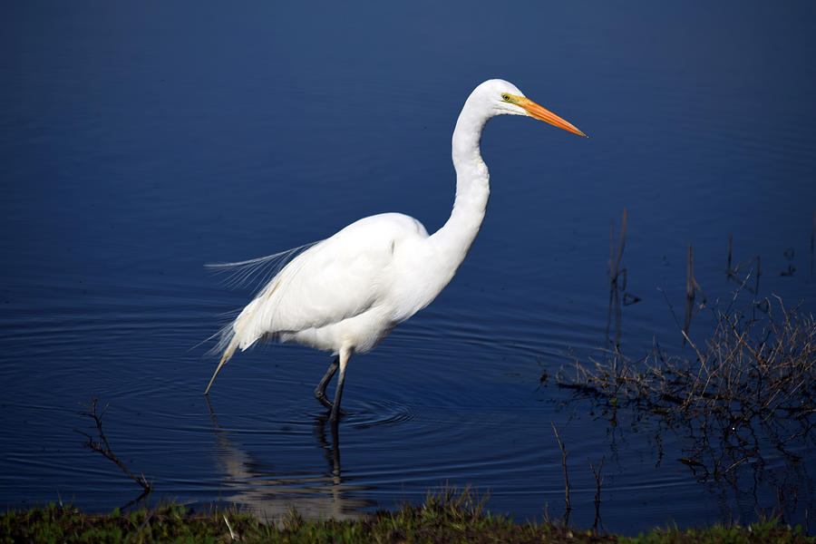 Great Egret