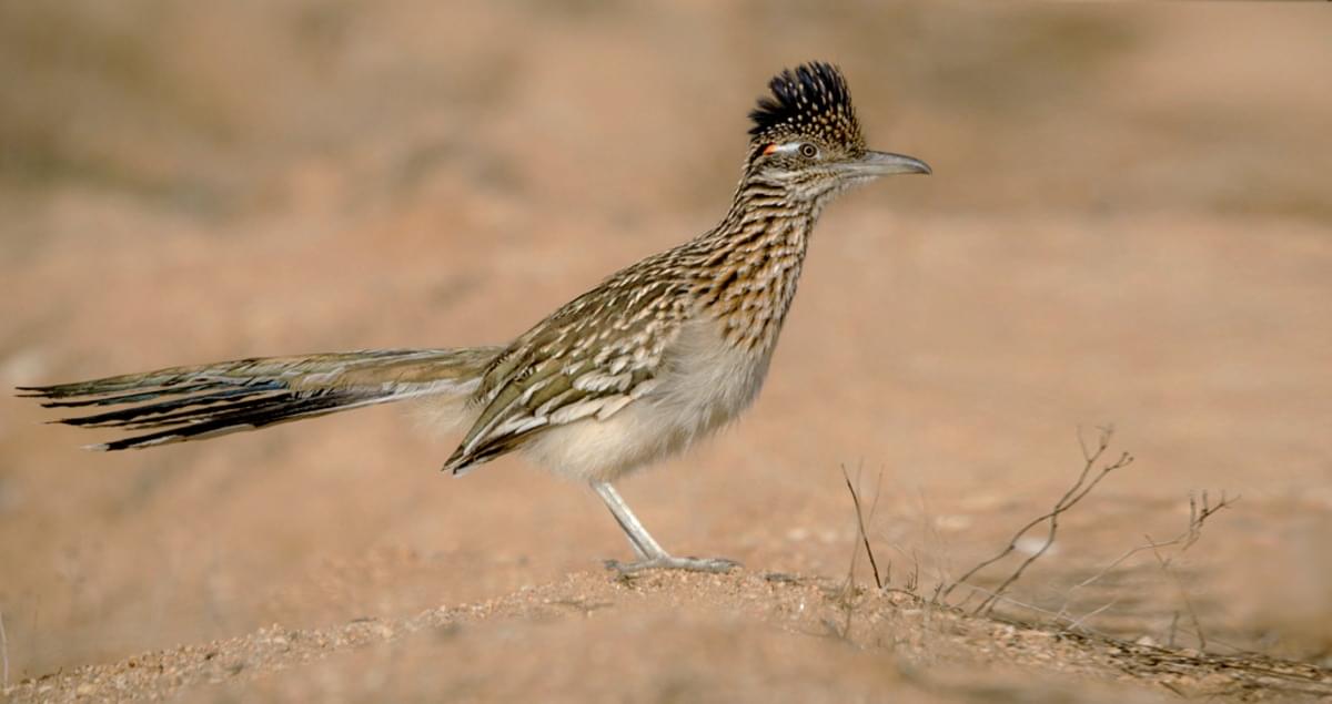 Greater Roadrunner