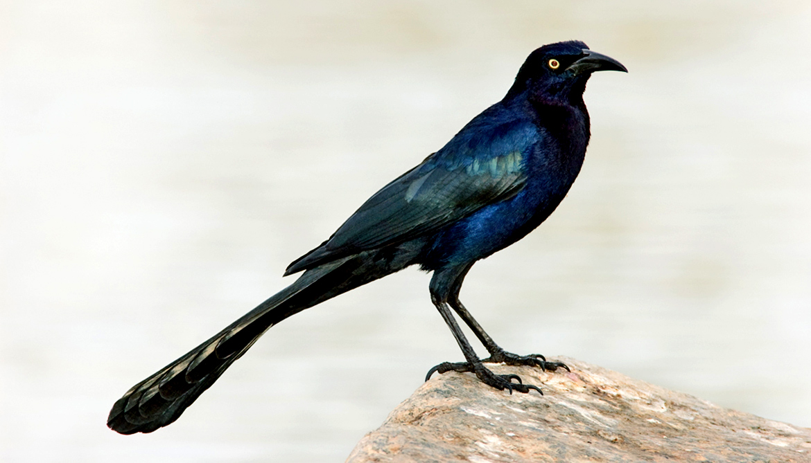 Great-tailed Grackle