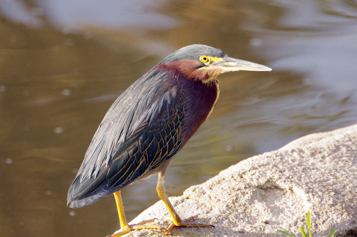 Green Heron