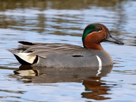 Green-winged Teal