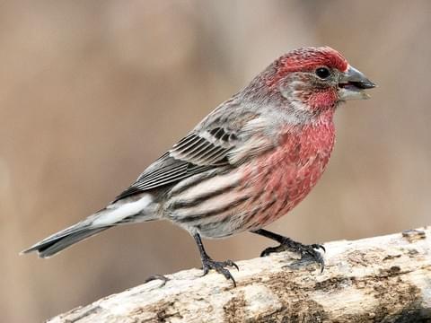 House Finch