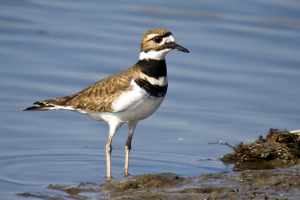 Killdeer