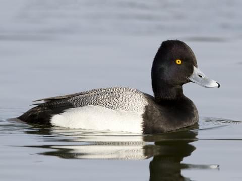 Lesser Scaup