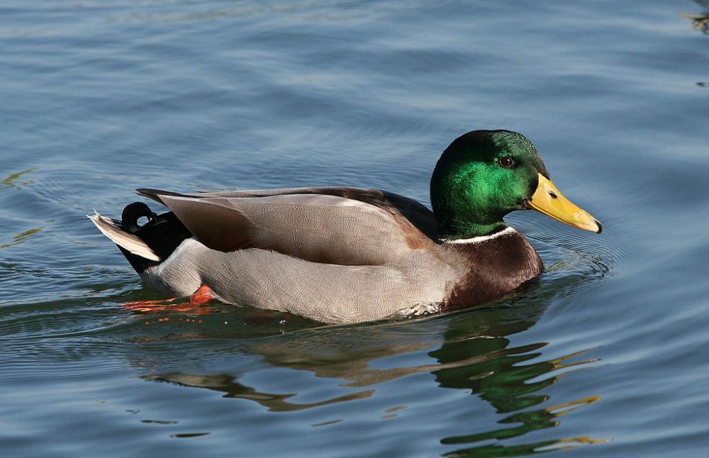 Mallard