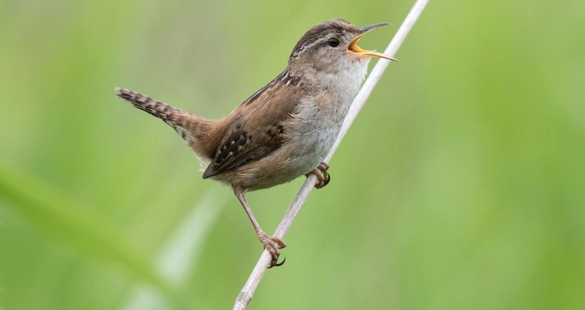 Marsh Wren