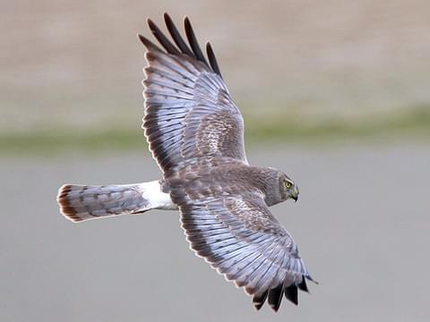 Northern Harrier