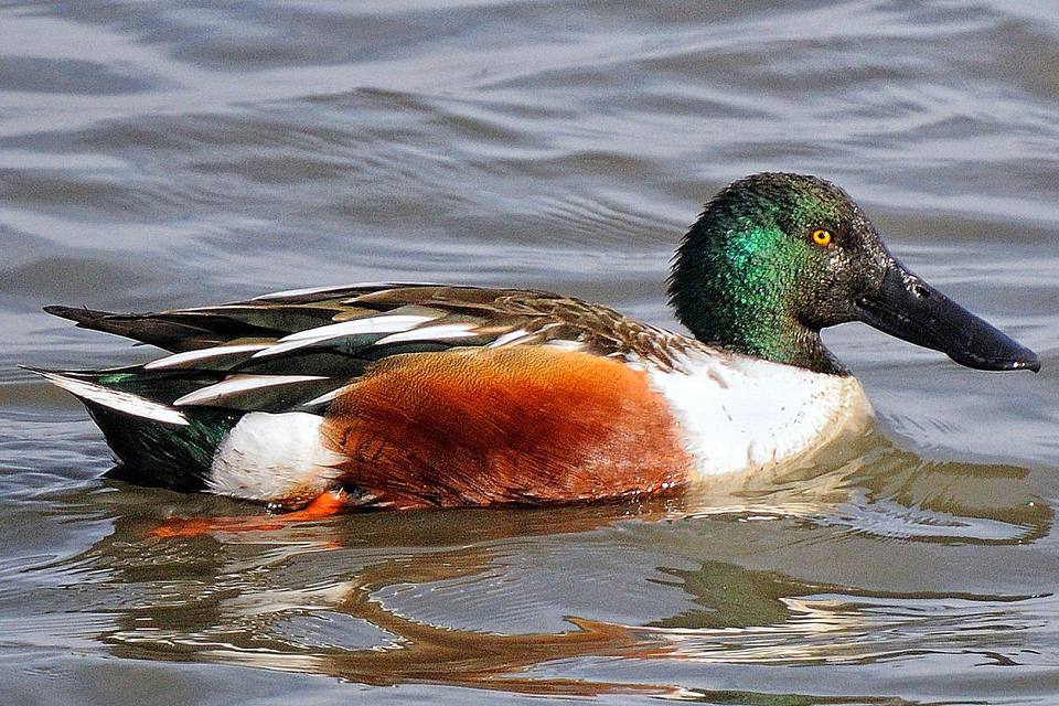 Northern Shoveler