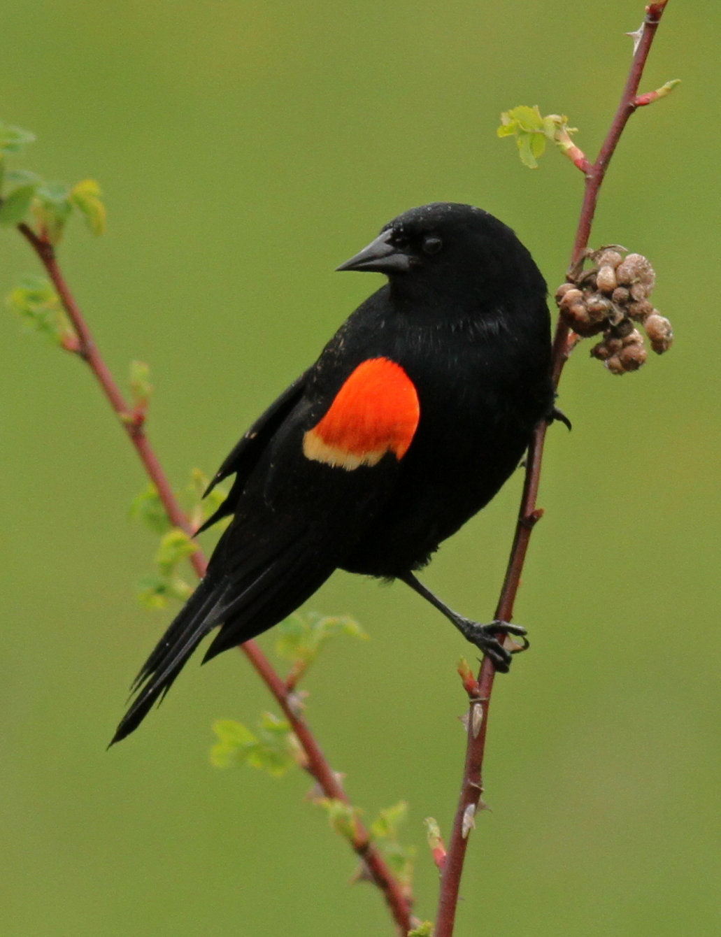 Red-winged Blackbird