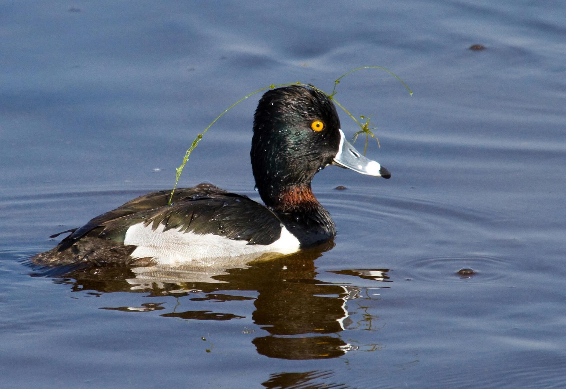 Ring-necked Duck