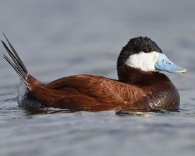 Ruddy Duck