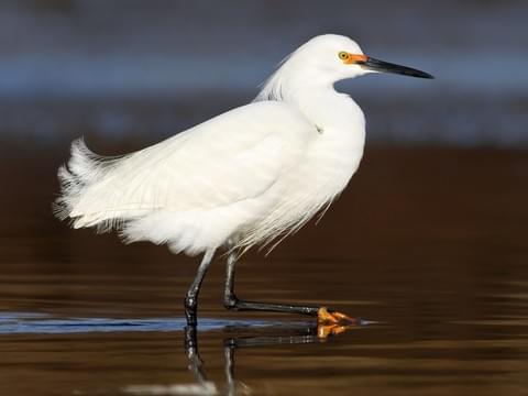 Snowy Egret