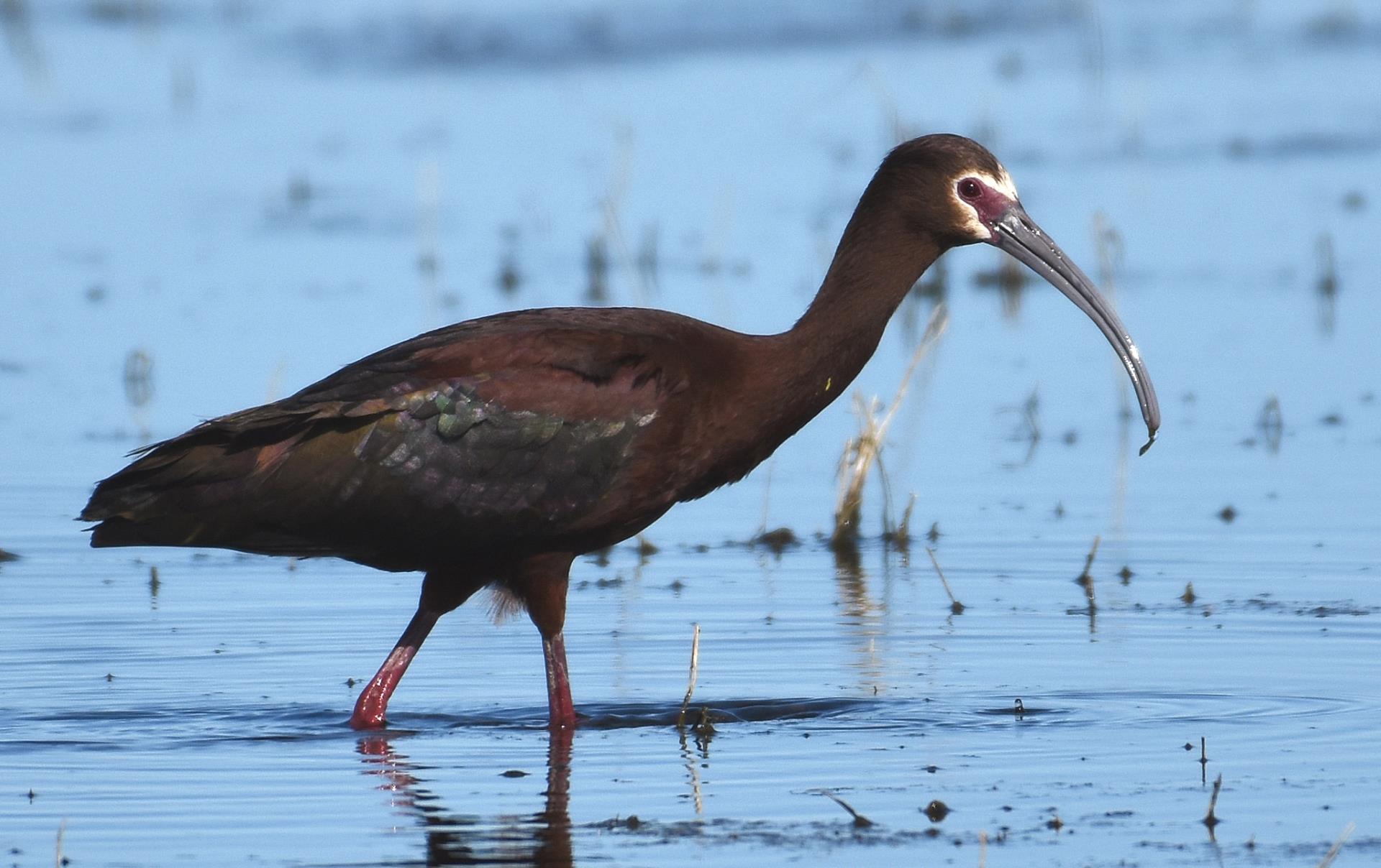 White-faced Ibis