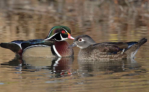 Wood Duck