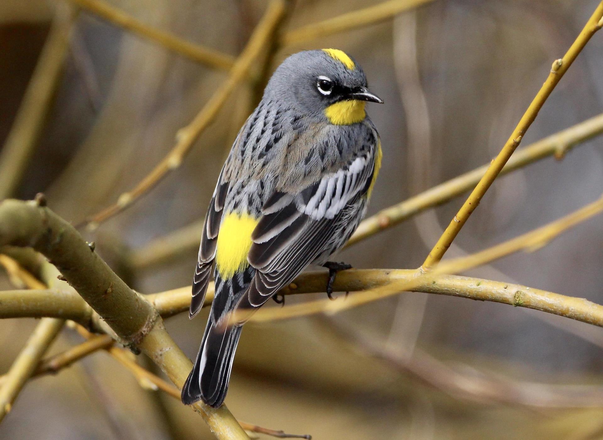 Yellow-rumped Warbler