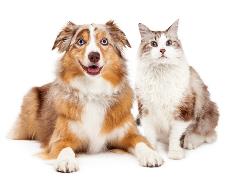 cat and dog