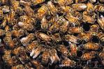 bee_swarm