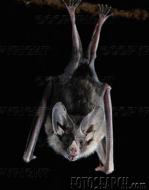 bat