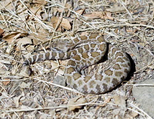 Great Basin Rattlesnake