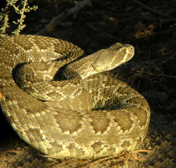 Mojave Green Rattlesnake