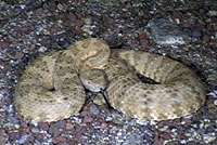 Panamint rattlesnake